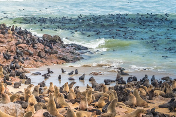 Fototapeta na wymiar Huge cape fur seal colonies crowding the beaches of the Cape Cross Seal Reserve, Skeleton Coast, Namib desert, Western Namibia.