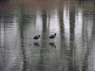 Coot on a frozen lake