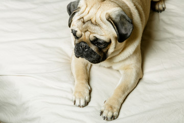 A cute beige pug dog is lying on a bed with light bedding and is looking sadly. Beautiful, purebred pug. The concept of a cozy home with pets.