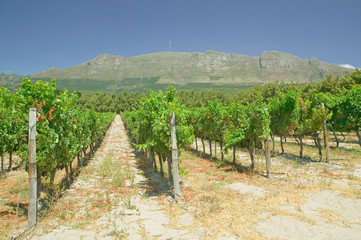 Fototapeta na wymiar Constantia Wine Vineyards outside of Cape Town, South Africa