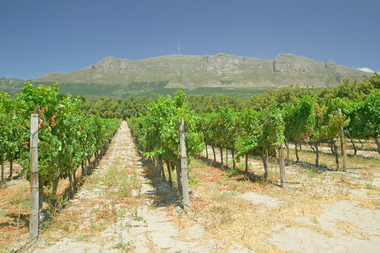 Constantia Wine Vineyards outside of Cape Town, South Africa