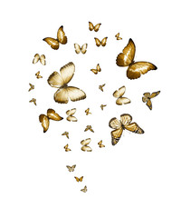 Fototapeta na wymiar Flock of flying butterflies isolated on white