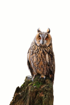 Long-eared owl (Asio otus) perched on rotten mossy stump isolated on white background. Bird of prey in beech forest. Wildlife photo from nature.