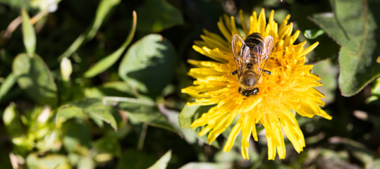 Bee pollinates a yellow dandelion. Symbol of spring