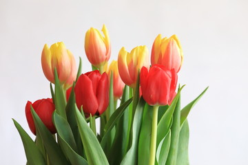 Bouquet of fresh red and yellow-orange tulips isolated on white background. Composition with colorful spring flowers. Empty copy space.