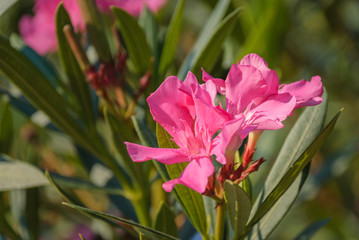 Oleander