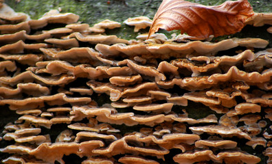 grzyby na pniu © MAYAVADA