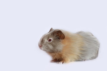 Portrait of guinea pig isolated on white background. Tri-color pet with red eyes. Animal with brown, orange and grey fur. Copy space.