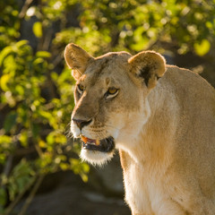 Lion in the Maasai Mara national Park, Kenya