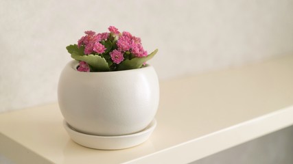 Kalanchoe flower in a pot. pink Kalanchoe flowers in a pot on a white background