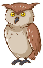 Wild owl with brown feather on white background