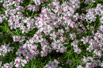 Obraz premium Creeping moss phlox subulata flowering small plant, beautiful flowers carpet of mountain phlox flowers in bloom, ground covering