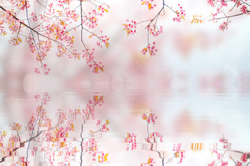 Reflection in water. Natural background where the focus is as soft as it is in a dream with bokeh. Floral abstract background.