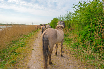 Horses in a field with reed below a blue sky in sunlight in spring
