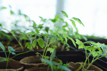 seedlings in peat pots.Baby plants seeding, black hole trays for agricultural seedlings.The spring...