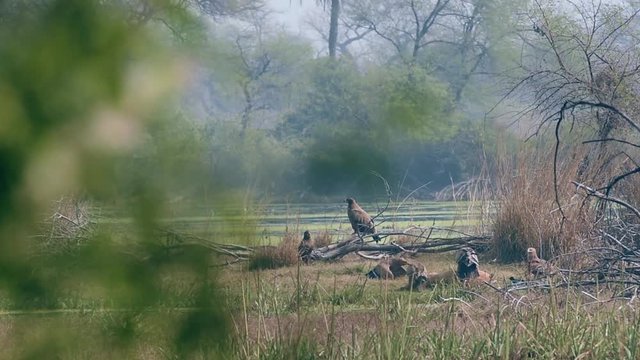 steppe eagle flock showing dominance on each other and eastern imperial eagle to feed on spotted deer kill. Action scene of group of animals at keoladeo national park or bharatpur bird sanctuary india