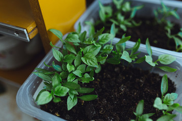seedlings in peat pots.Baby plants seeding, black hole trays for agricultural seedlings.The spring...