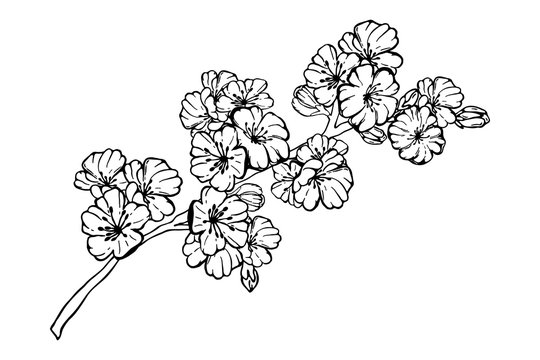 Hand drawn spring sakura, flowers, blooming tree branches, floral elements isolated on white background. Ink vector doodle sketch illustration for design cards, invitations, tattoo, coloring book