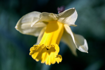 flower, yellow, nature, plant, daffodil, spring,