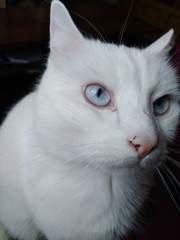 white cat