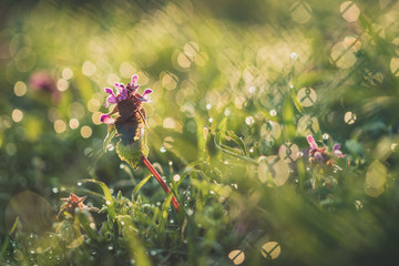 Lamium purpureum, purple dead-nettle at sunrise early in the morning with dew on the grass