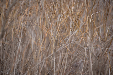 dry grass background