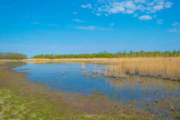 Reed along the edge of a lake below a blue sky in sunlight in spring
