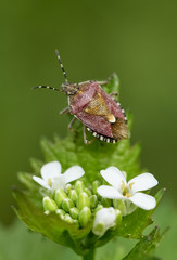 Macro close-up of a Sloe bug (Dolycoris baccarum, shield bug) on green plant