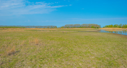Fototapeta na wymiar Two geese in a green field along a lake in wetland below a blue sky in spring