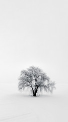 One Willow isolated tree surrounded with agricultural fields covered with snow