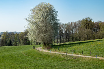 path through country landscape in spring time on a sunny day