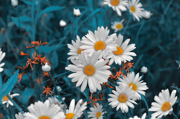 Chamomile on a dark turquoise background.