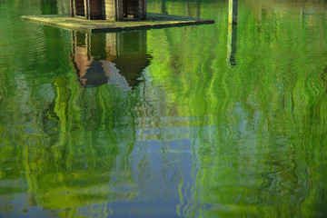 spring time lake water smooth surface background view with reflection from bird wooden cabin animal care shelter landscaping object green blossom color nature environment