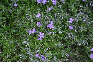 Thymian