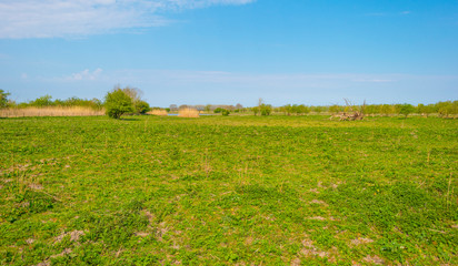 Obraz premium Path in a field with reed and grass below a blue sky in sunlight in spring