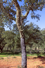 Fototapeta na wymiar Portuguese cork oak (Quercus suber) Alentejo, Portugal