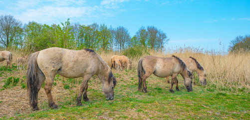 Horses in a field with reed below a blue sky in sunlight in spring