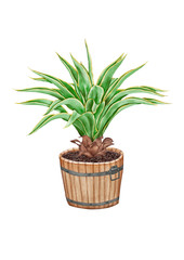 watercolor illustration of a Agave