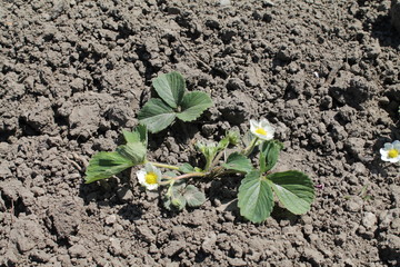spring flowering of strawberries