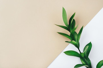 Fresh green branch on a beige background. Minimal concept. Flat lay, copy space.