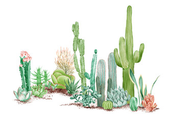 watercolor illustration of some desert plants © Wenyi