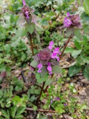Purple flowers in the garden. Taken in Senta in April 2020.