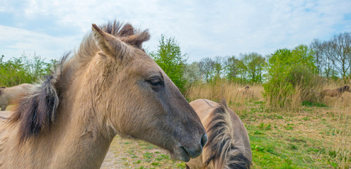 Horses in a field with reed below a blue sky in sunlight in spring © Naj