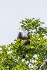 African Fish Eagle (Haliaeetus vocifer), Murchison Falls National Park, Uganda.