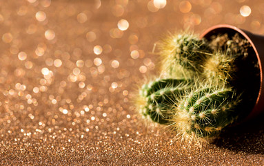 Fototapeta premium Cactus in a pot. Houseplant on Bright Abstract Blurred background.