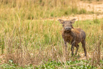 A warthog (Phacochoerus africanus) looking at the camera, Murchison Falls National Park, Uganda.