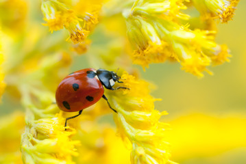 ladybird on yellow flower