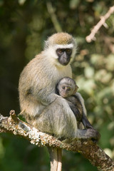 Naklejka na ściany i meble Female Vervit Monkey and her baby sitting in tree outside of Lewa Wildlife Conservancy, North Kenya, Africa