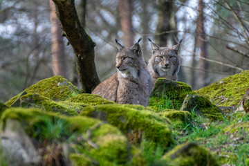Luchse im Wald