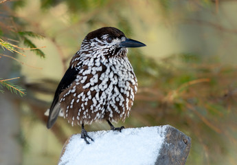 Eurasian Nutcracker (Nucifraga caryocatactes) bird